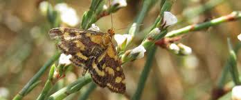 Attēlu rezultāti vaicājumam “Pyrausta purpuralis”
