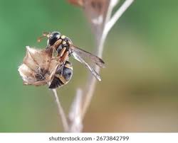 Attēlu rezultāti vaicājumam “Eumenes sp.”