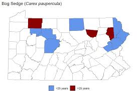 Attēlu rezultāti vaicājumam “Carex paupercula”