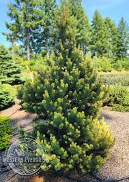 Attēlu rezultāti vaicājumam “Pinus mugo”