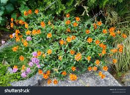 Attēlu rezultāti vaicājumam “Helianthemum x hybridum flower”