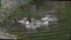 Attēlu rezultāti vaicājumam “Tadorna tadorna juvenile”