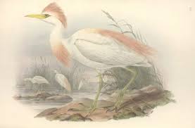 Attēlu rezultāti vaicājumam “Bubulcus ibis”