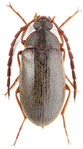 Attēlu rezultāti vaicājumam “Alleculidae”