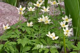 Attēlu rezultāti vaicājumam “Anemone x lipsiensis”