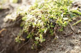 Attēlu rezultāti vaicājumam “Stellaria pallida”