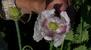 Image result for Papaver somniferum White Cloud
