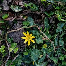 Attēlu rezultāti vaicājumam “Ficaria verna”