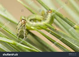 Attēlu rezultāti vaicājumam “Gilpinia”