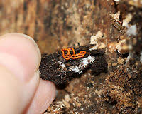 Attēlu rezultāti vaicājumam “Hemitrichia serpula”