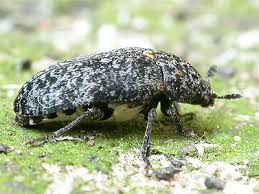 Attēlu rezultāti vaicājumam “Dermestes murinus”