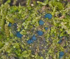 Attēlu rezultāti vaicājumam “Mniaecia jungermanniae”