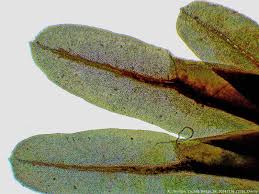 Attēlu rezultāti vaicājumam “Fissidens bryoides sporophyte”