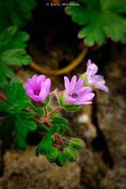 Attēlu rezultāti vaicājumam “Geranium molle flower”