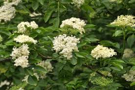 Attēlu rezultāti vaicājumam “Adoxaceae”