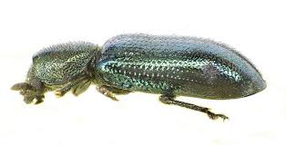 Attēlu rezultāti vaicājumam “Necrobia violacea”