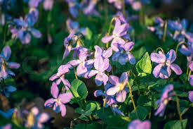 Attēlu rezultāti vaicājumam “Viola reichenbachiana flower”
