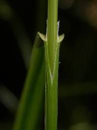 Attēlu rezultāti vaicājumam “Glyceria striata leaf”