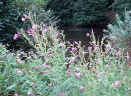 Attēlu rezultāti vaicājumam “Epilobium hirsutum flower”