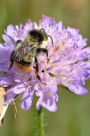 Image result for Knautia arvensis