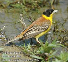 Image result for Emberiza melanocephala