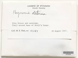 Attēlu rezultāti vaicājumam “Physconia detersa”