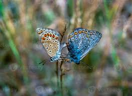 Attēlu rezultāti vaicājumam “Polyommatus icarus”