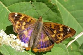 Attēlu rezultāti vaicājumam “Apatura ilia”