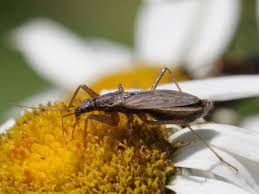 Attēlu rezultāti vaicājumam “Nabidae”