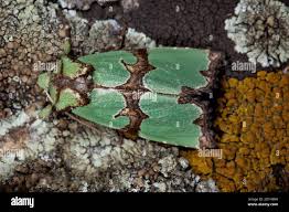 Attēlu rezultāti vaicājumam “Staurophora celsia”