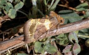 Attēlu rezultāti vaicājumam “Diachrysia tutti”