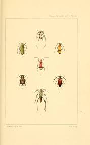 Attēlu rezultāti vaicājumam “Leucodonta bicoloria imago”