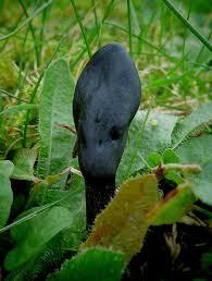 Attēlu rezultāti vaicājumam “Geoglossum sp.”