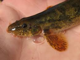 Attēlu rezultāti vaicājumam “Barbatula barbatula”