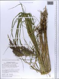 Attēlu rezultāti vaicājumam “Calamagrostis purpurea”