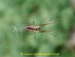 Attēlu rezultāti vaicājumam “Metellina segmentata”