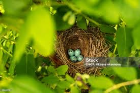 Attēlu rezultāti vaicājumam “Turdus philomelos nest”