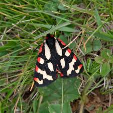 Attēlu rezultāti vaicājumam “Parasemia plantaginis”