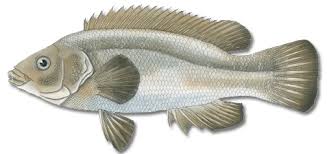 Image result for Tautogolabrus adspersus