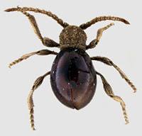 Attēlu rezultāti vaicājumam “Ptinus sp.”