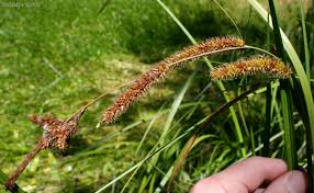 Attēlu rezultāti vaicājumam “Carex vesicaria”