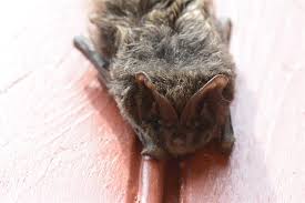 Attēlu rezultāti vaicājumam “Barbastella barbastellus”