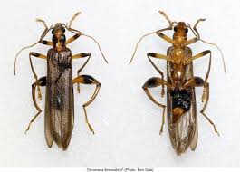 Attēlu rezultāti vaicājumam “Oedemera croceicollis”