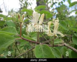 Attēlu rezultāti vaicājumam “Lonicera xylosteum flower”