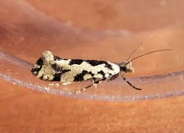 Attēlu rezultāti vaicājumam “Ypsolopha sequella”