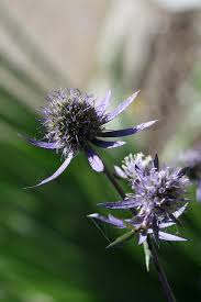 Image result for Blaudistel