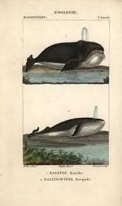 Image result for Eubalaena glacialis