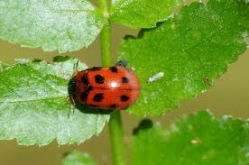 Attēlu rezultāti vaicājumam “Gonioctena”