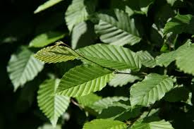 Attēlu rezultāti vaicājumam “Carpinus”