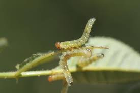 Attēlu rezultāti vaicājumam “Schizotus pectinicornis larva”